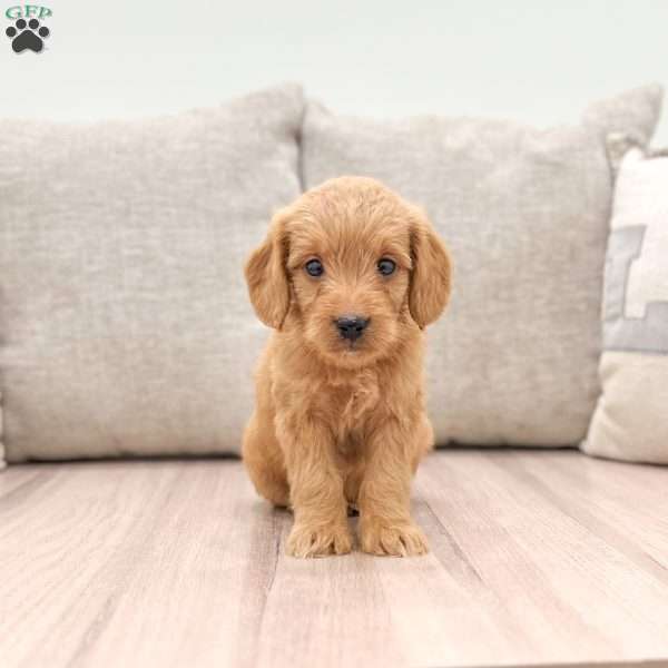 Willow, Mini Goldendoodle Puppy