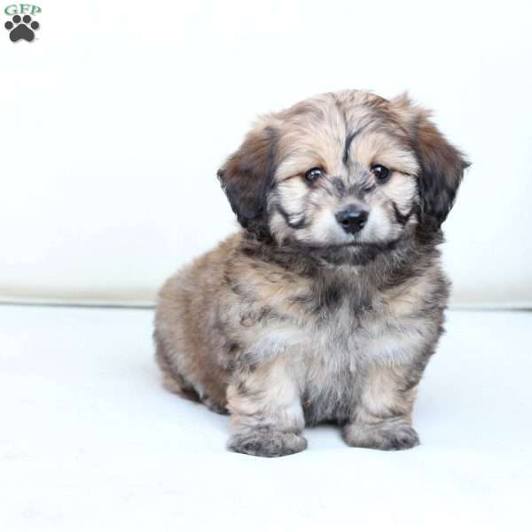 Rosie, Dachshund Mix Puppy