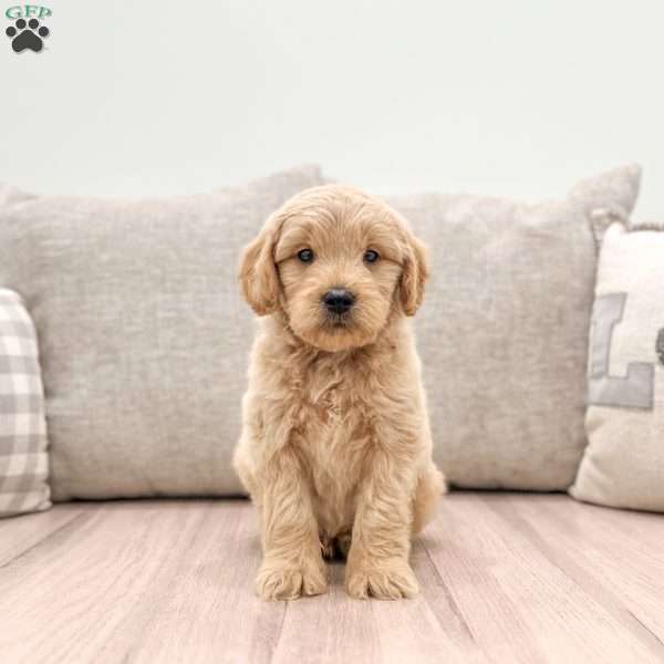 Rusty, Mini Goldendoodle Puppy