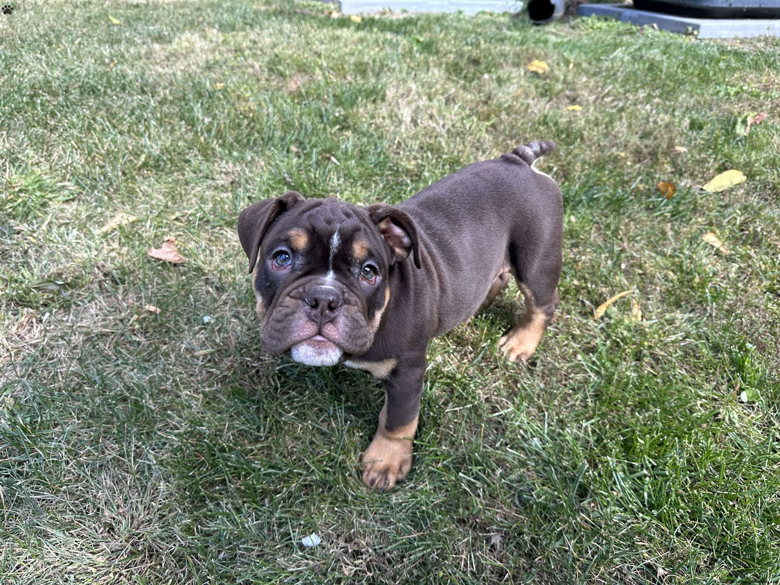 Reese English Bulldog Puppy For Sale in Pennsylvania