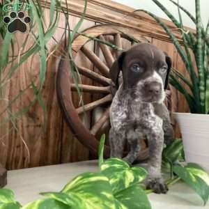 Kira, German Shorthaired Pointer Puppy