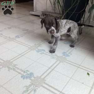 Kira, German Shorthaired Pointer Puppy