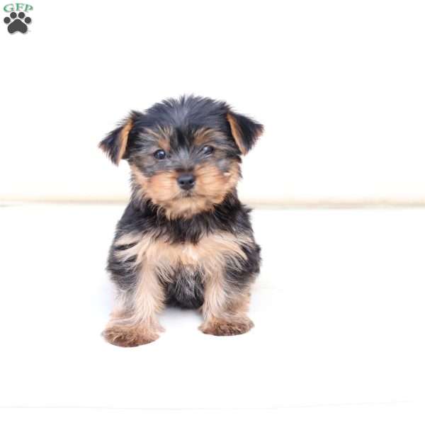 Mila, Yorkie Puppy