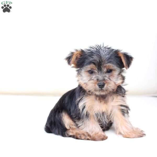 Ivy, Yorkie Puppy