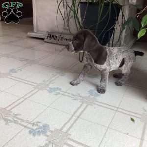 Kira, German Shorthaired Pointer Puppy