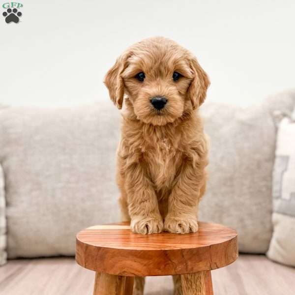 Lily, Mini Goldendoodle Puppy