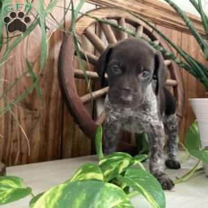 Kayla, German Shorthaired Pointer Puppy