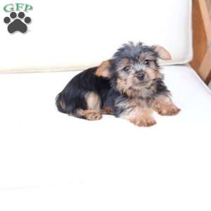 Bru, Yorkie Puppy