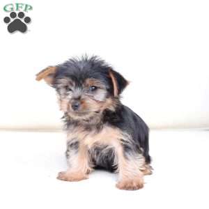 Bru, Yorkie Puppy