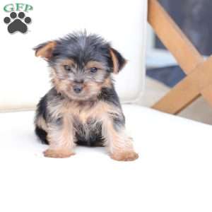 Bru, Yorkie Puppy