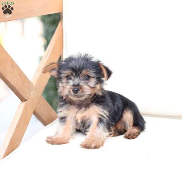 Bru, Yorkie Puppy