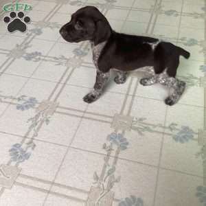 Kayla, German Shorthaired Pointer Puppy