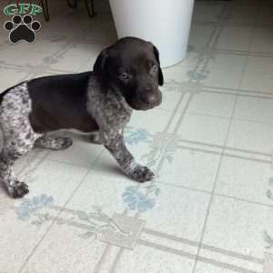 Kayla, German Shorthaired Pointer Puppy