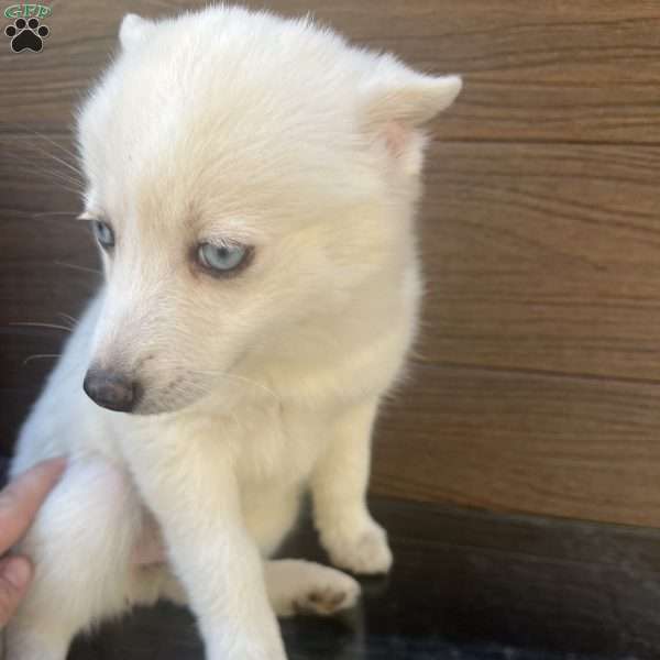 Snowball, Pomsky Puppy