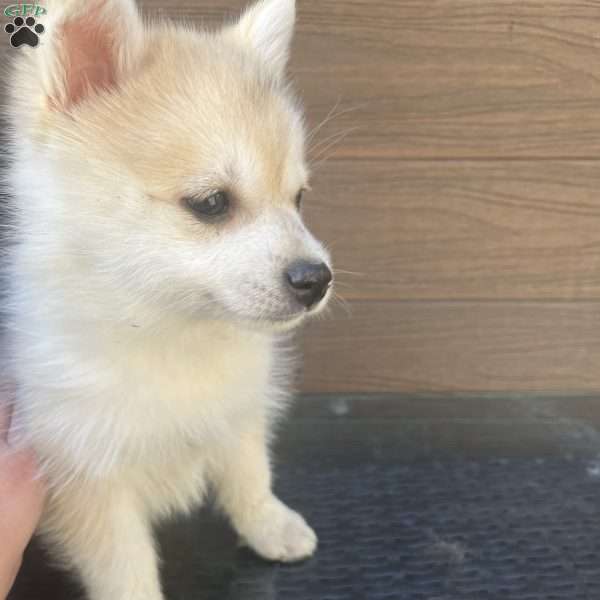 Biscuit, Pomsky Puppy