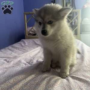 Star, Pomsky Puppy