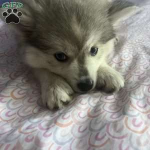 Star, Pomsky Puppy