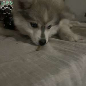 Star, Pomsky Puppy