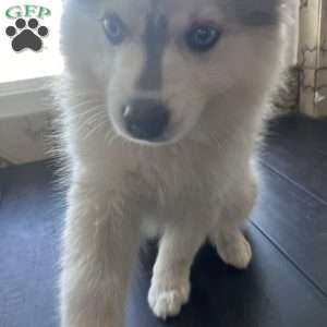 Star, Pomsky Puppy