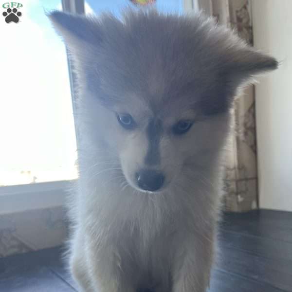 Star, Pomsky Puppy