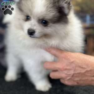 Pomeranian Puppies For Sale - Greenfield Puppies