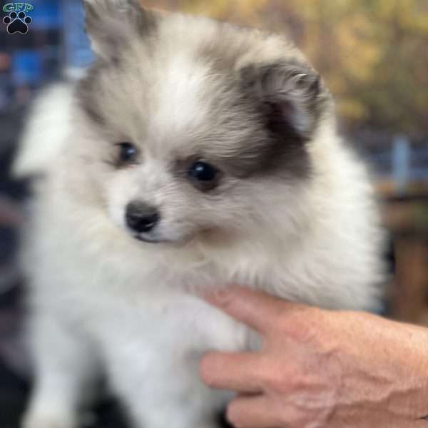 Silver, Pomeranian Puppy