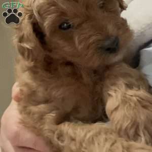 Whiskey, Mini Golden Mountain Doodle Puppy