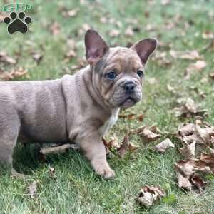 Rocco, Frenglish Bulldog Puppy