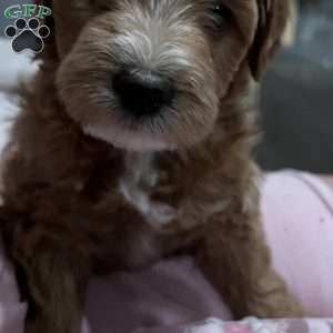 Beau, Mini Golden Mountain Doodle Puppy