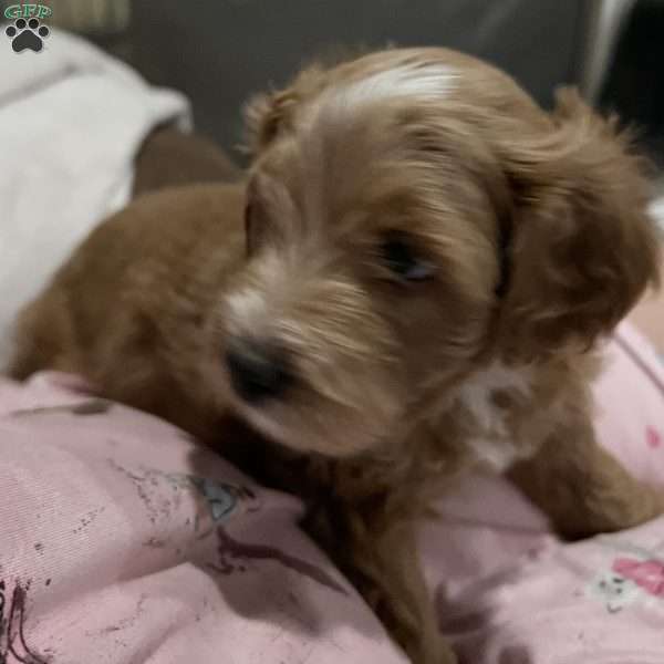 Beau, Mini Golden Mountain Doodle Puppy