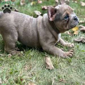 Rocco, Frenglish Bulldog Puppy