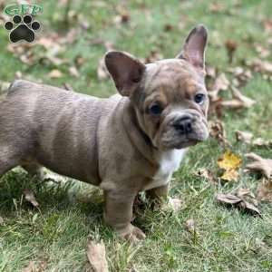 Rocco, Frenglish Bulldog Puppy