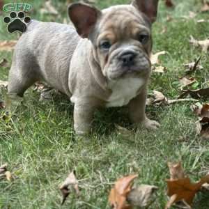 Rocco, Frenglish Bulldog Puppy