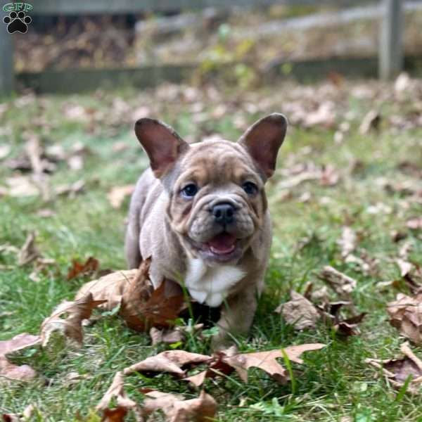 Rocco, Frenglish Bulldog Puppy