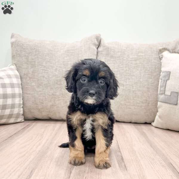 Daisy, Cavapoo Puppy