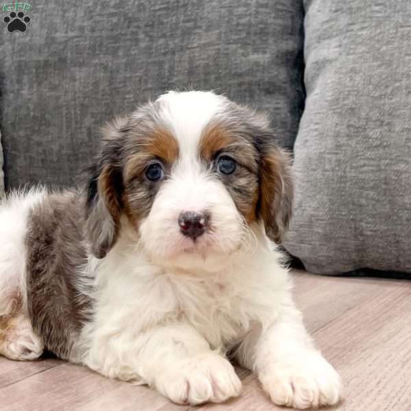 Riley, Cavapoo Puppy