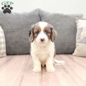 Riley, Cavapoo Puppy