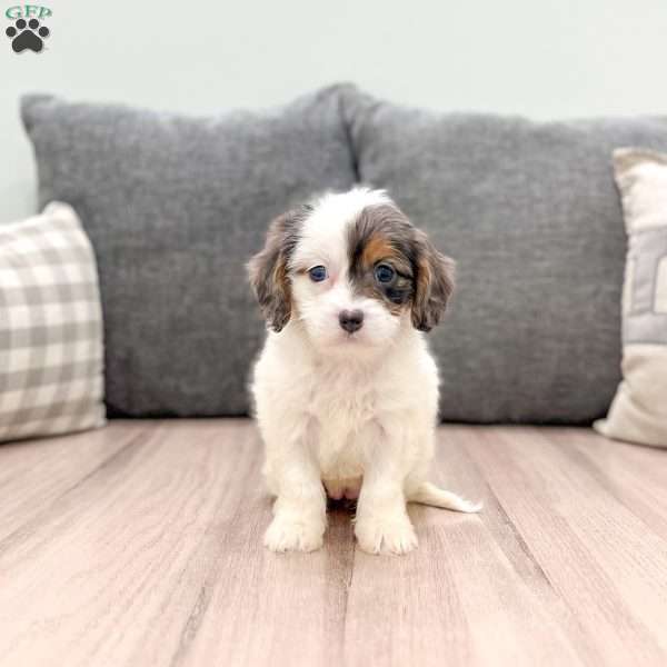 Alice, Cavapoo Puppy