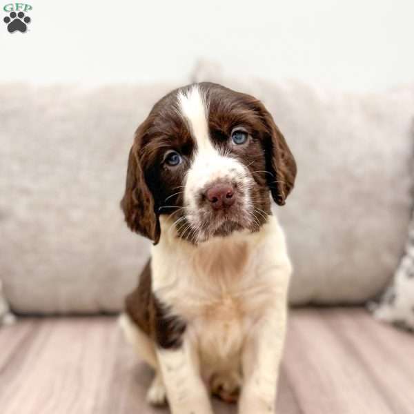 Sammy, English Springer Spaniel Puppy