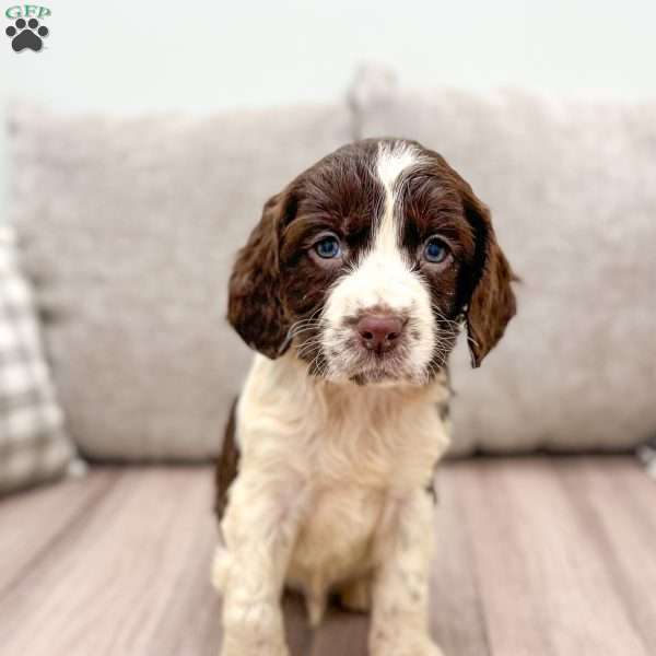 Rusty, English Springer Spaniel Puppy