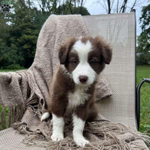 Diesel, Border Collie Puppy