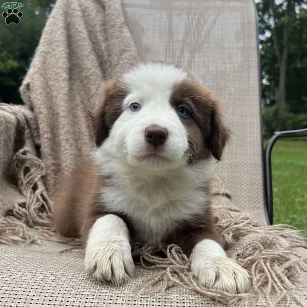 Dixie, Border Collie Puppy