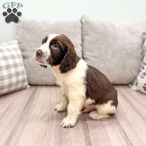 Pete, English Springer Spaniel Puppy