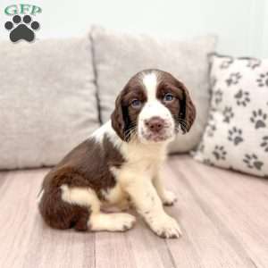 Pete, English Springer Spaniel Puppy