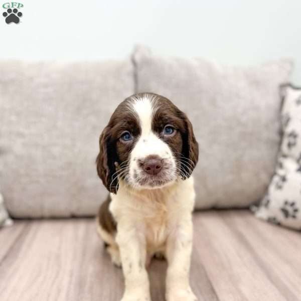 Pete, English Springer Spaniel Puppy