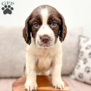 Pete, English Springer Spaniel Puppy