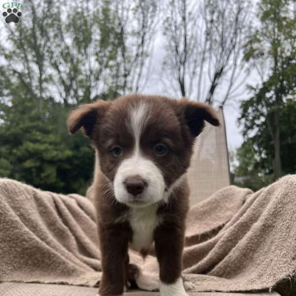 Dakota, Border Collie Puppy