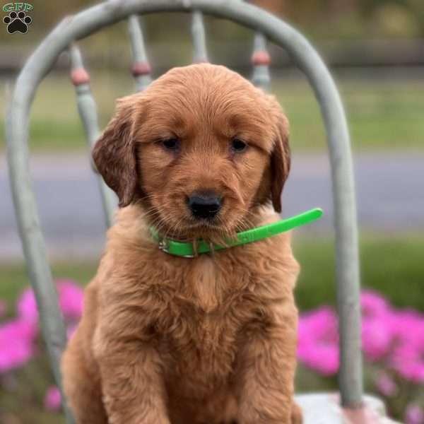 Sandy, Golden Retriever Puppy