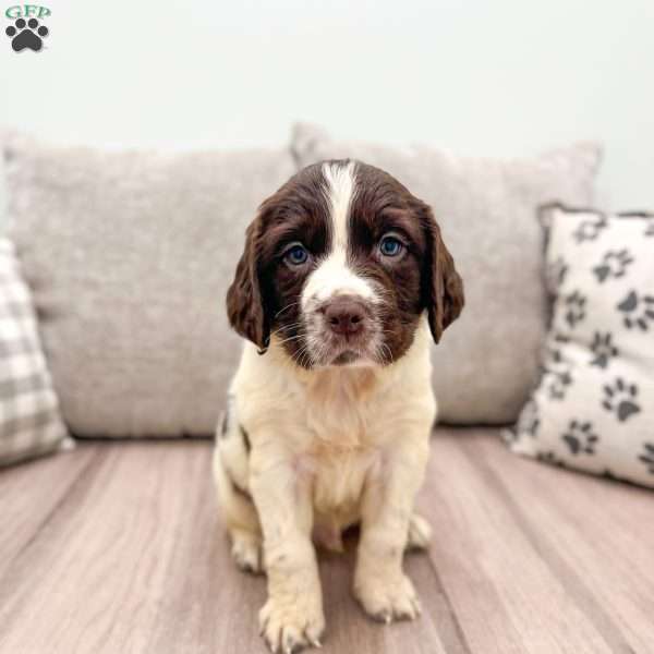 Ted, English Springer Spaniel Puppy