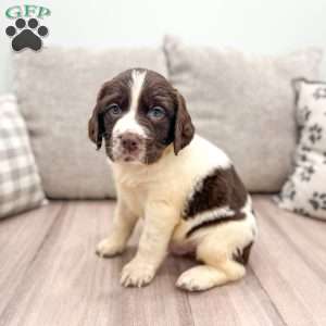 Ted, English Springer Spaniel Puppy